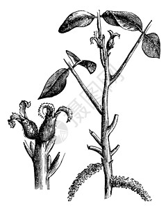 核心肌群Walnut或古代刻成的插图叶子核心种子植物艺术蚀刻核桃植物学古董雕刻插画