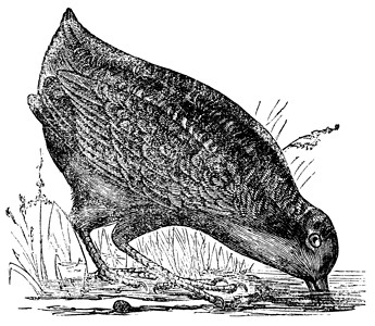 夜蛾Philohela 未成年人或美国 Woodcock 古代雕刻生物学动物群绘画动物学爪子羽毛生态野生动物白色艺术品插画