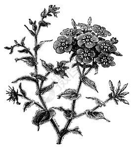 Phlox 鼓风酒 古代雕刻植物群绘画花瓣蚀刻香味古董艺术石竹脆弱性插图插画