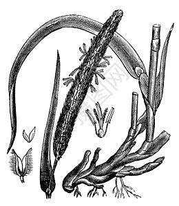 萨莫西古代雕刻植物群叶子插图草地古董绘画草坪艺术植物植被插画