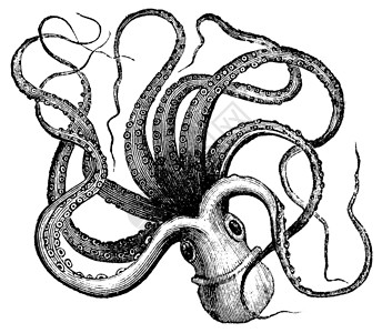 炸鱿鱼头普通章鱼 古代雕刻绘画古董生活笨蛋动物海洋艺术品眼睛插图生物学设计图片