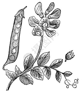 煮豌豆荚Peas 或旧式雕刻大米叶子插图灌木种子绘画植物学花园水果植物插画