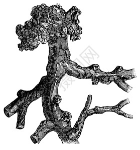 Senega 根或牛奶或蛇根或多谷塞内加 古董树叶植物群白色乳草远志植物学艺术品艺术雕刻志科插画