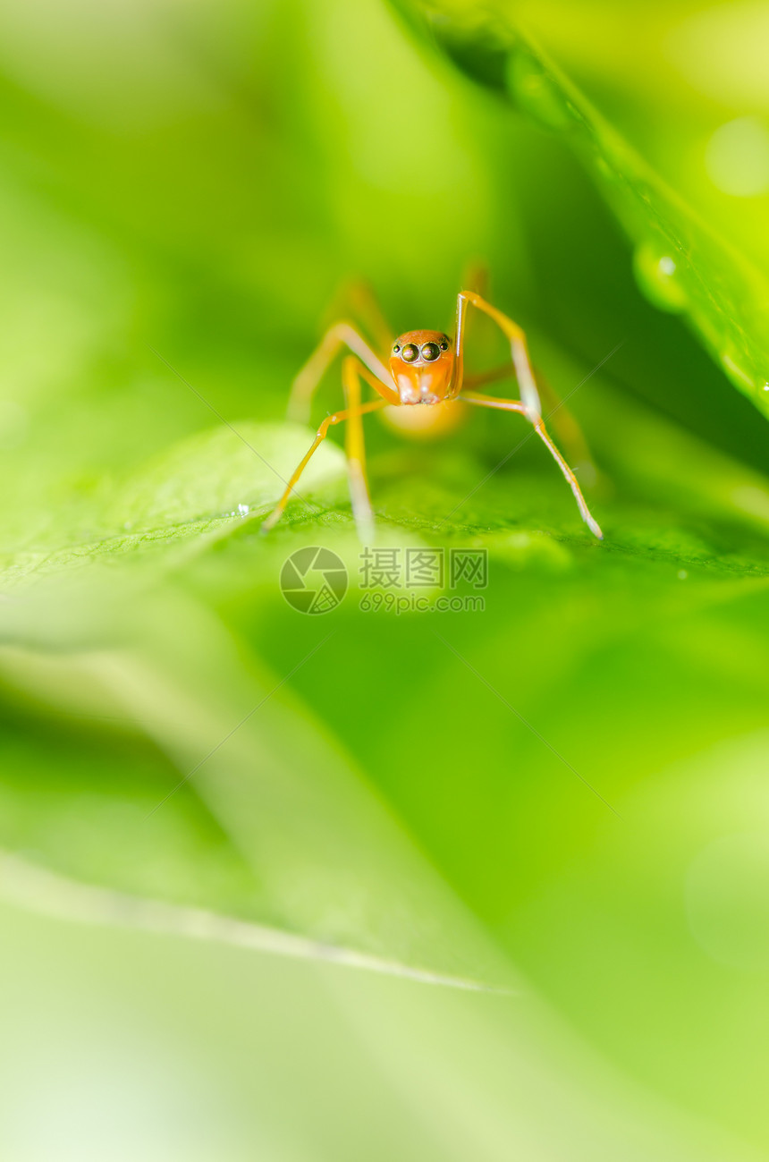 蚂蚁模仿蜘蛛拟态热带臭虫丛林昆虫男性森林图片