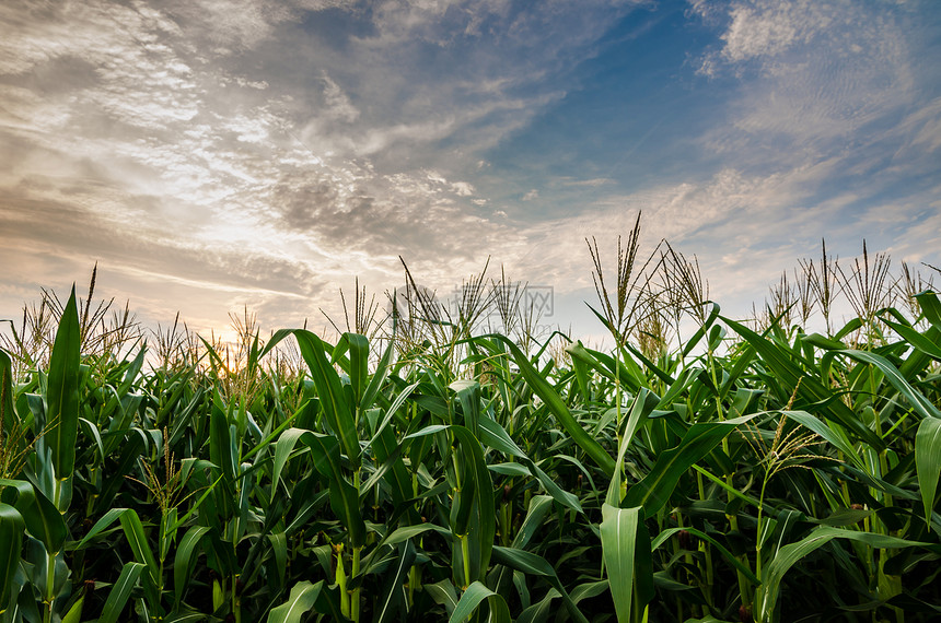 玉米农场环境植物蔬菜天空谷物食物粮食场地绿色国家图片