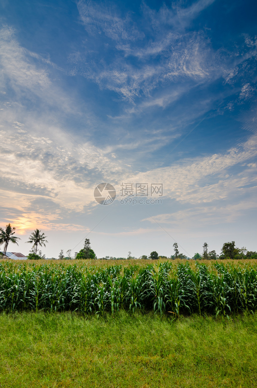 玉米农场绿色环境乡村谷物天空季节场地粮食植物食物图片