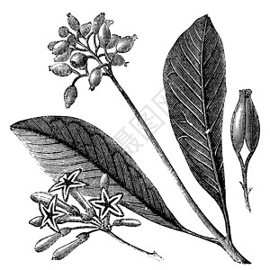 黄皮或Quina古董叶子艺术植物群白色蚀刻插图静脉黄色艺术品插画