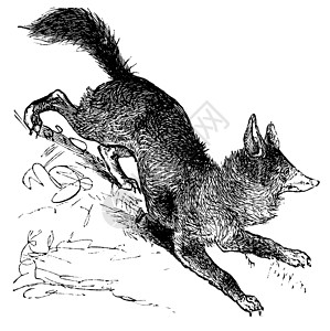 褐腐病红狐或硫磺和硫化物古董脊椎动物犬科杂食性生物雕刻动物群捕食者艺术品生物学插画