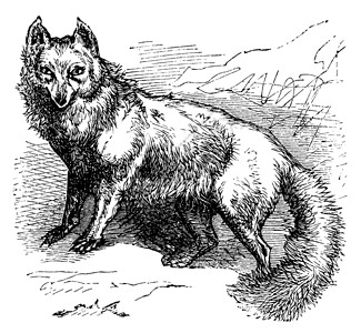 北极福克斯或硫磺拉合普斯野生动物古董捕食者艺术犬科艺术品插图雕刻生物狐狸背景图片
