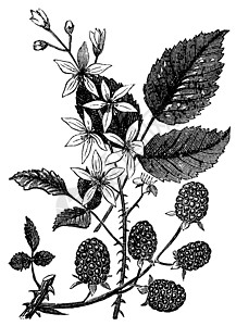 黑莓或悬钩子插图绘画艺术品植物药品雕刻树叶荆棘艺术绒毛插画