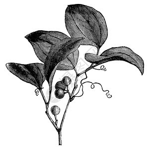 普通格林布里亚尔或古代雕刻绘画菝葜艺术古董插图药品圆叶植物学蚀刻植物群插画