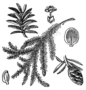加拿大希姆洛克Hemlock或古代雕刻植物艺术品古董绘画铁杉商业植物群白色蚀刻植物学插画