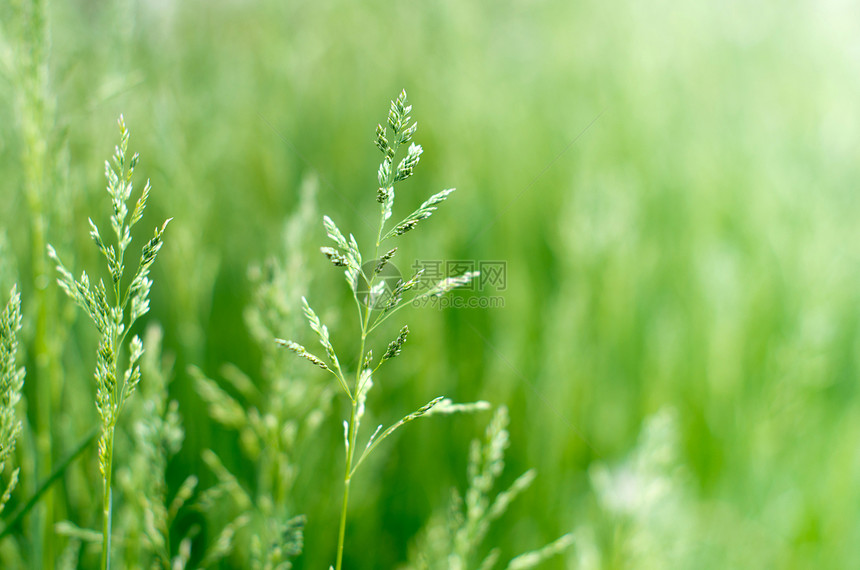 绿绿草叶子季节风景花园绿色植物群草地场地植物光束图片