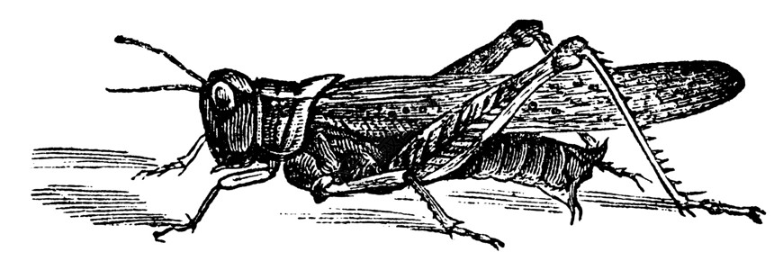 洛基山Locust或Melanoplus的古典雕刻动物灭绝动物群艺术动物学插图古董艺术品昆虫蚀刻插画
