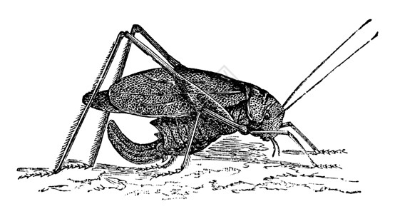 杂菌长方形翅螽斯或复古 engr生物草图动物群蚀刻雕刻翅目动物学长叶野生动物动物插画