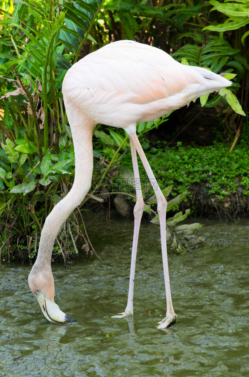 烧火白色热带动物动物园脖子动物群翅膀眼睛粉色黑色图片