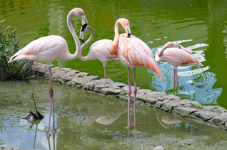 火烈鸟异国眼睛玫瑰鸟类动物园粉色热带动物群白色野生动物背景图片
