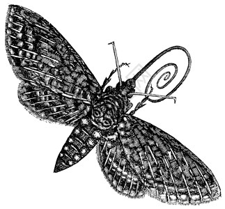 面部长斑Hawk Moth 或 Sphinx 昆虫古拉特斯的陈年雕刻鳞翅目艺术品白色生物学草图动物插图人面绘画古董插画