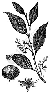 格雷查尼或口香糖Benjamin树 古老的雕刻植物学植物蚀刻艺术插图艺术品绘画叶子白色古董插画
