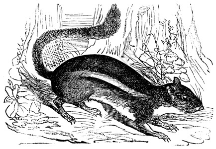 动物啮齿动物松鼠地松鼠或东方花栗鼠插画