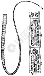 绦虫猪排虫或泰尼亚 旧式雕刻猪肉扁虫叶绿素动物学绘画动物群感染头节笨蛋艺术插画