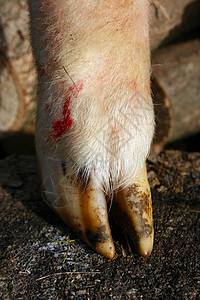 羊蹄指甲羊肉哺乳动物动物群农场背景图片