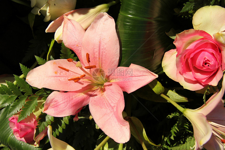 粉红大老虎婚礼新娘植物花朵百合作品植物群花店植物学花瓣图片