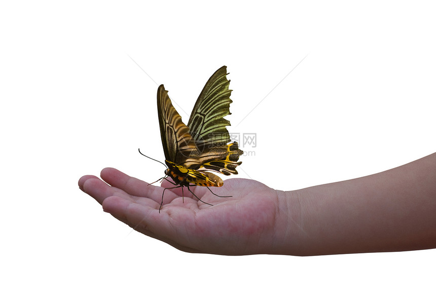儿童手上的蝴蝶翅膀热带君主漏洞昆虫植物图片