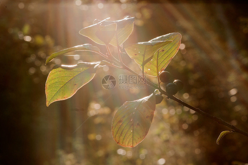 黑木灯光衬套阳光季节花瓶叶子太阳植物活力树叶鼠李图片