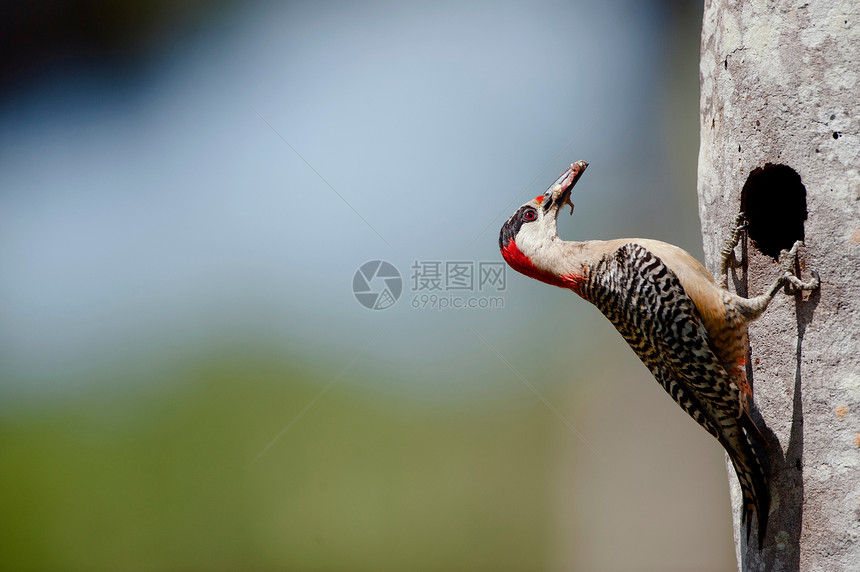 西印度 Woodpecker梅拉内斯超级仙人鱼木头热带黑猩猩红腹天空阳光沙漠翅膀荒野大腹图片