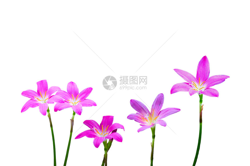 白色背景的泰国洋葱花宏观植物绿色紫色图片