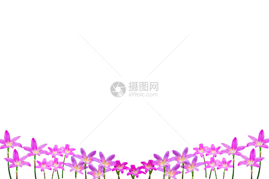 白色背景的泰国洋葱花宏观绿色紫色植物图片