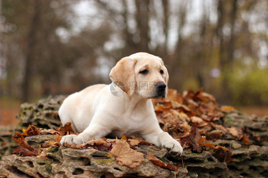 秋天的黄拉布拉多小狗宠物喜悦树叶孩子朋友猎犬石头幸福森林太阳图片