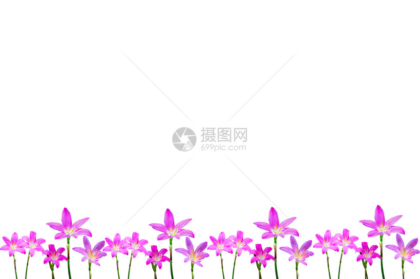 白色背景的泰国洋葱花紫色宏观植物绿色图片