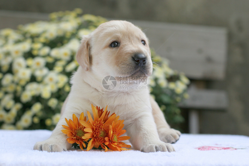 带花的拉布拉多小狗橙子猎犬幸福朋友孩子喜悦宠物黄色玩具蓝色图片