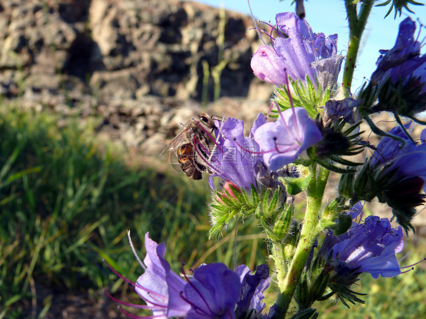 花朵上的蜜蜂雌蕊生长花序蠕变风景宏观场地紫色风铃岩石图片