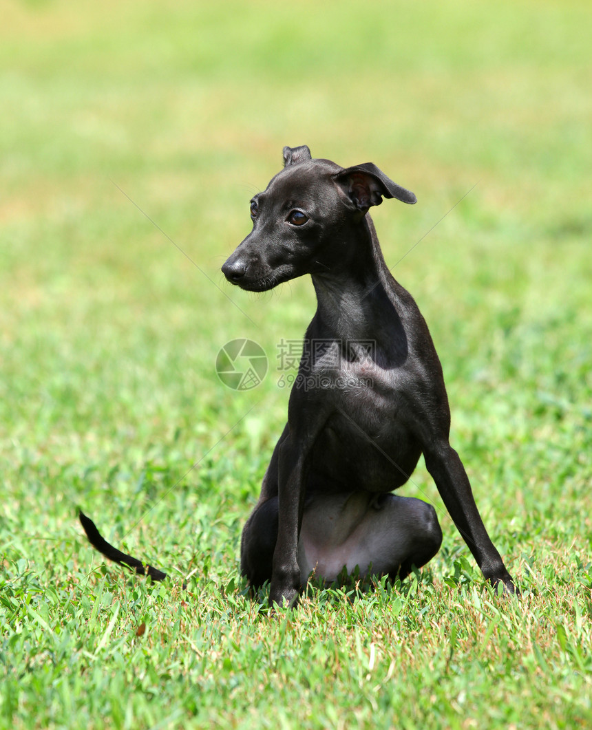 一只黑小狗的肖像衣领黑色犬类宠物图片