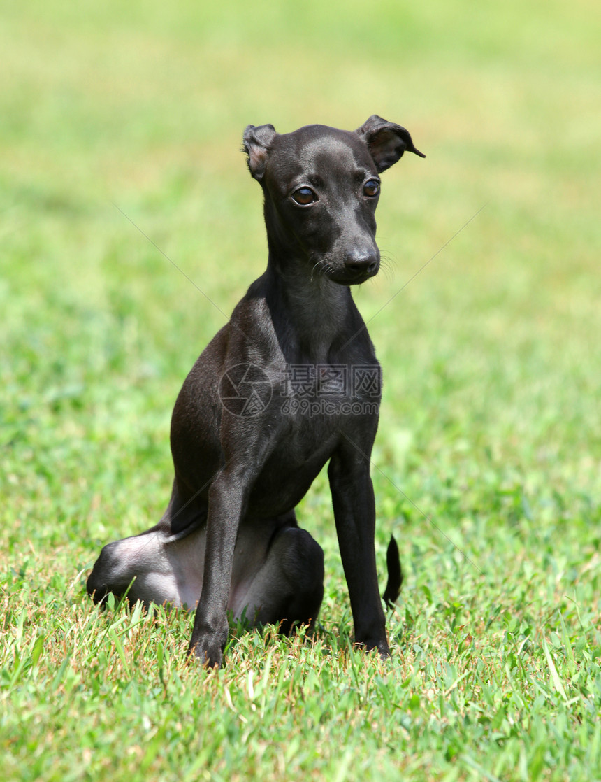 一只黑小狗的肖像黑色犬类宠物衣领图片