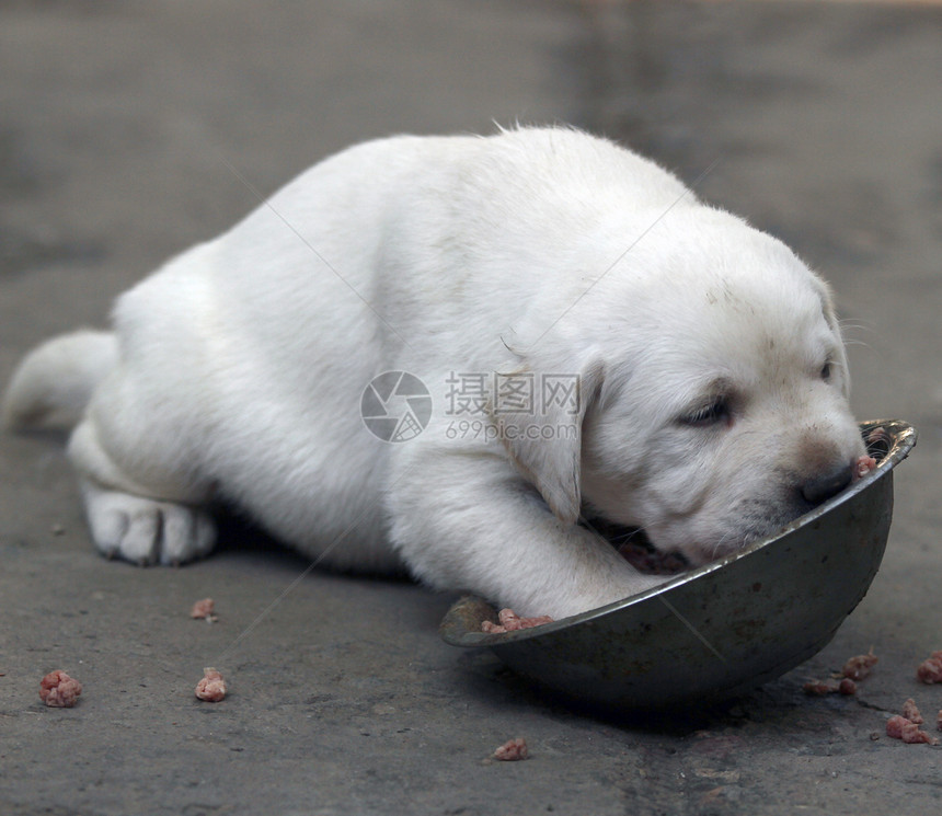 黄拉布拉多小狗饮食太阳猎犬孩子绿色黑色宠物公园喜悦森林幸福图片