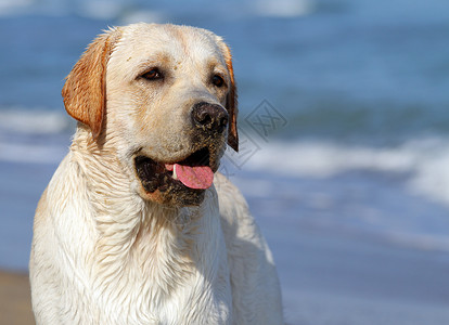 黄厝海滨仰望海洋的黄黄色拉布拉多猎犬宠物晴天朋友白色海滨黄色天空太阳波浪背景