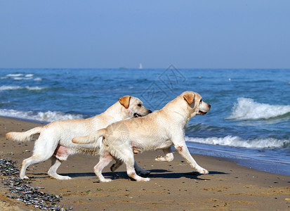 两只狗两只黄色的拉布拉多 奔向大海背景