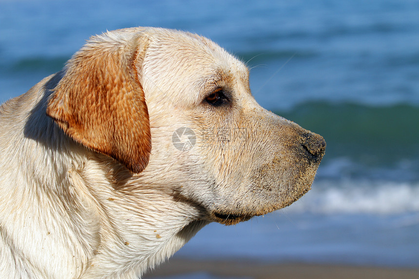 仰望海洋的黄黄色拉布拉多天空黄色白色晴天海滨幸福太阳波浪朋友猎犬图片