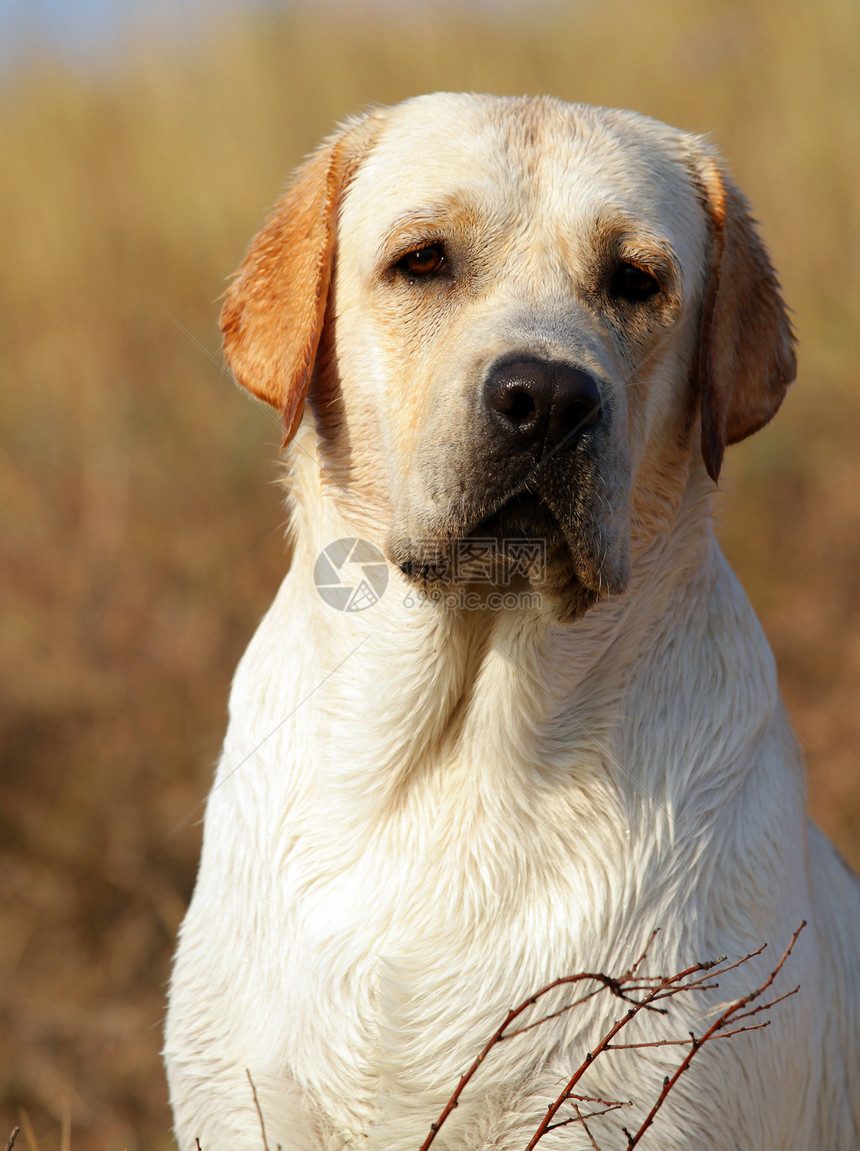 夏季黄色拉布拉多肖像宠物朋友场地喜悦男性太阳动物犬类图片
