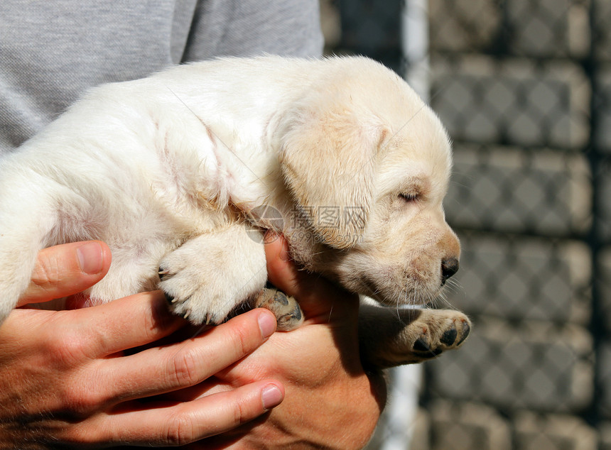 手上有黄拉布拉多小狗公园黑色宠物朋友幸福喜悦森林黄色猎犬绿色图片