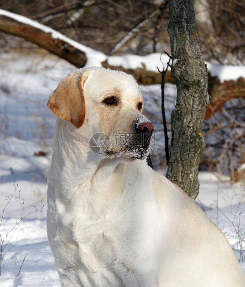 冬季画像中的黄色拉布拉多宠物白色天空晴天公园跑步朋友猎犬森林乐趣图片