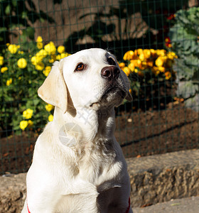 黄色拉布拉多猎犬甜的高清图片