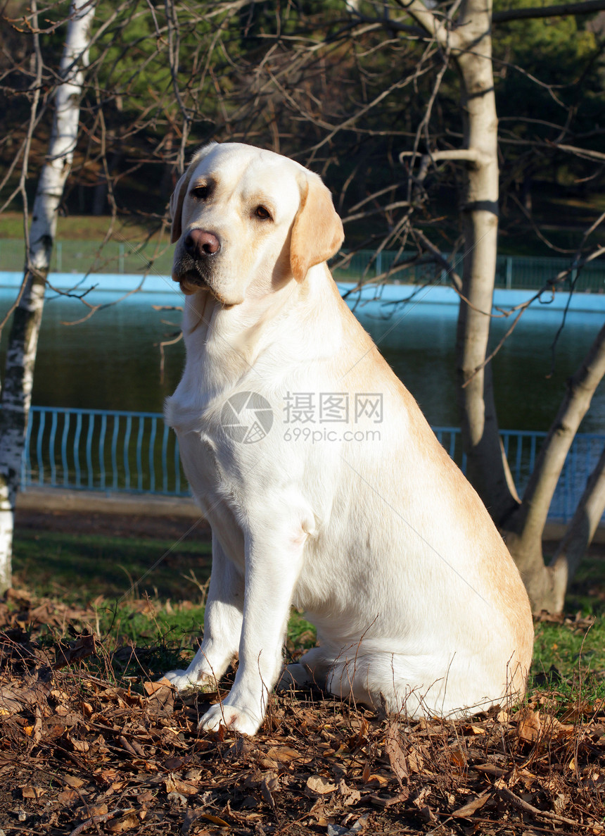 秋天画像中的黄色拉布拉多公园孩子太阳猎犬树叶朋友小狗宠物喜悦图片