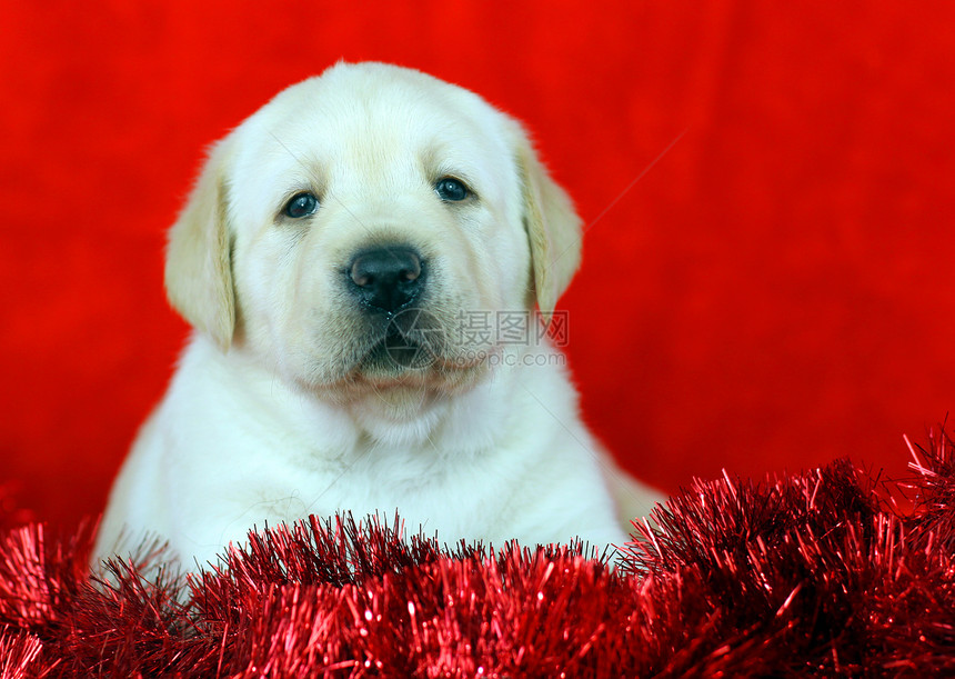 新年(圣诞节)黄拉布拉多小狗图片