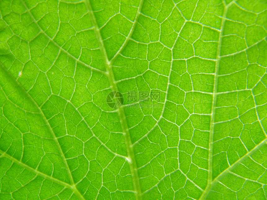 黄瓜叶的长质黄瓜蔬菜绿色植物植物学草本植物宏观叶子材料卷曲图片