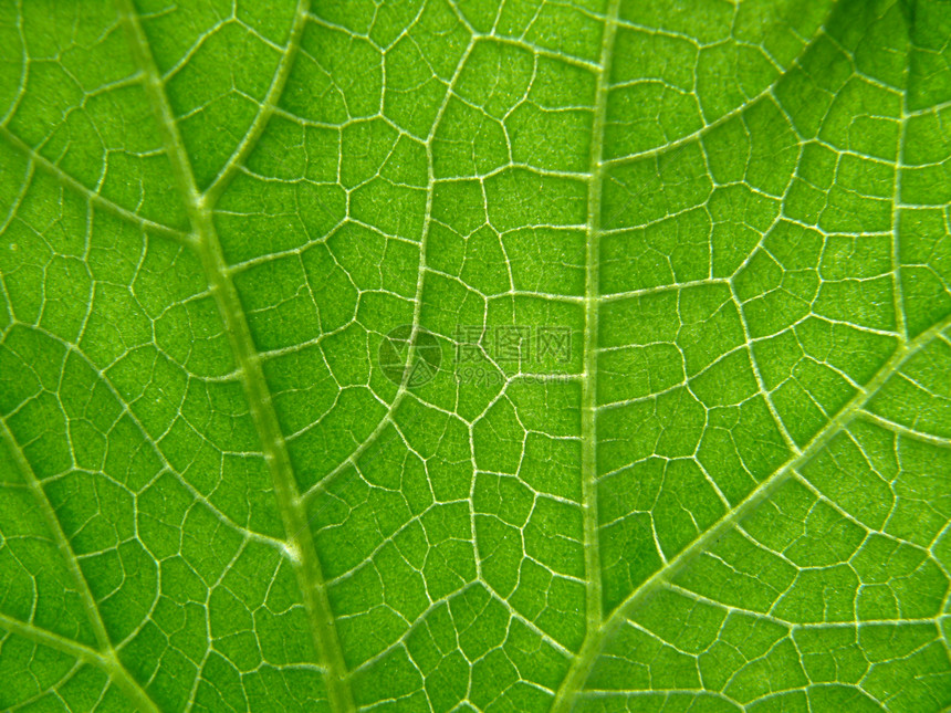 黄瓜叶的长质草本植物植物宏观叶子卷曲绿色蔬菜材料黄瓜植物学图片